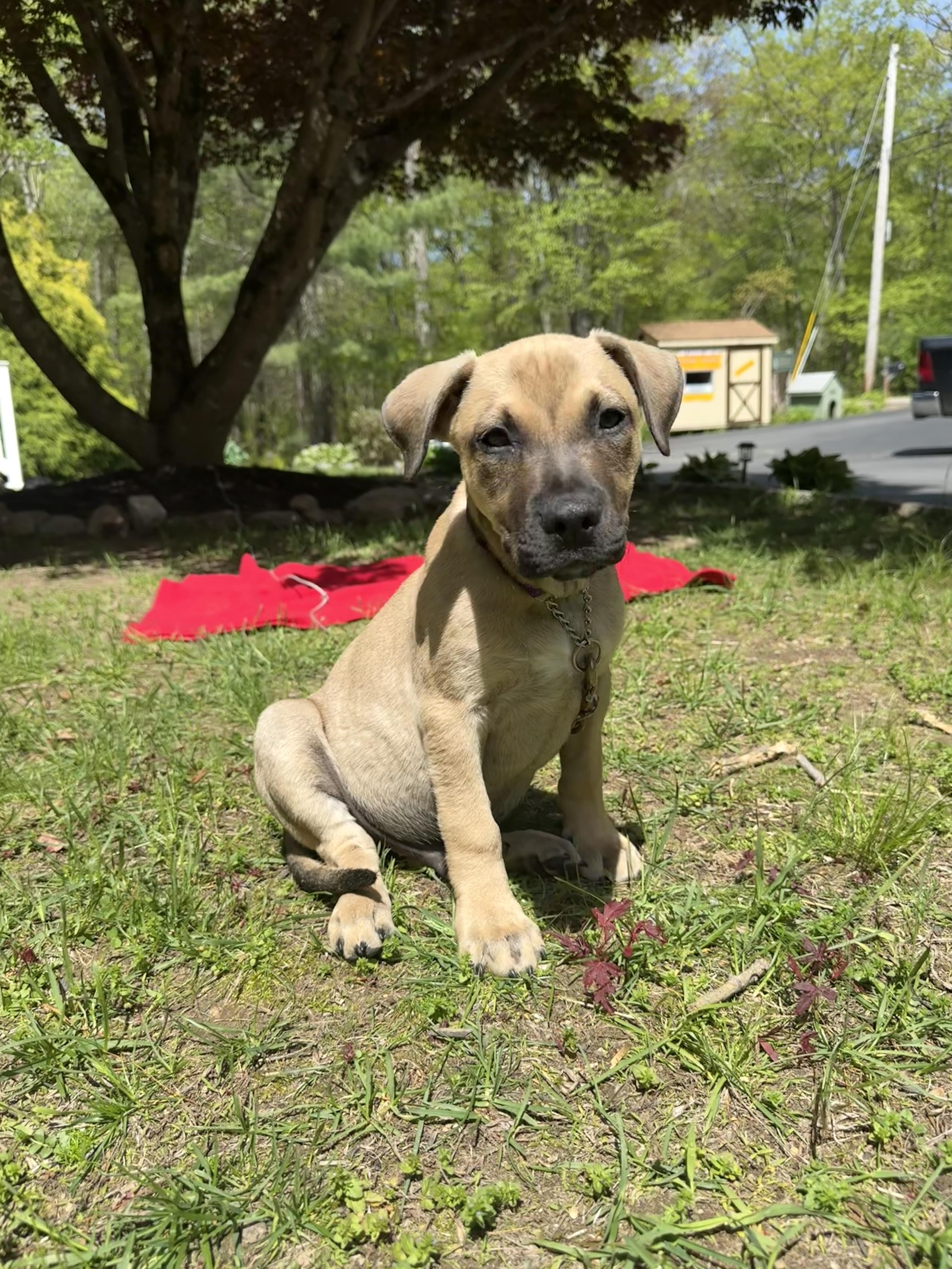 Kane, an adopted mixed breed in Douglas, MA image 2/6