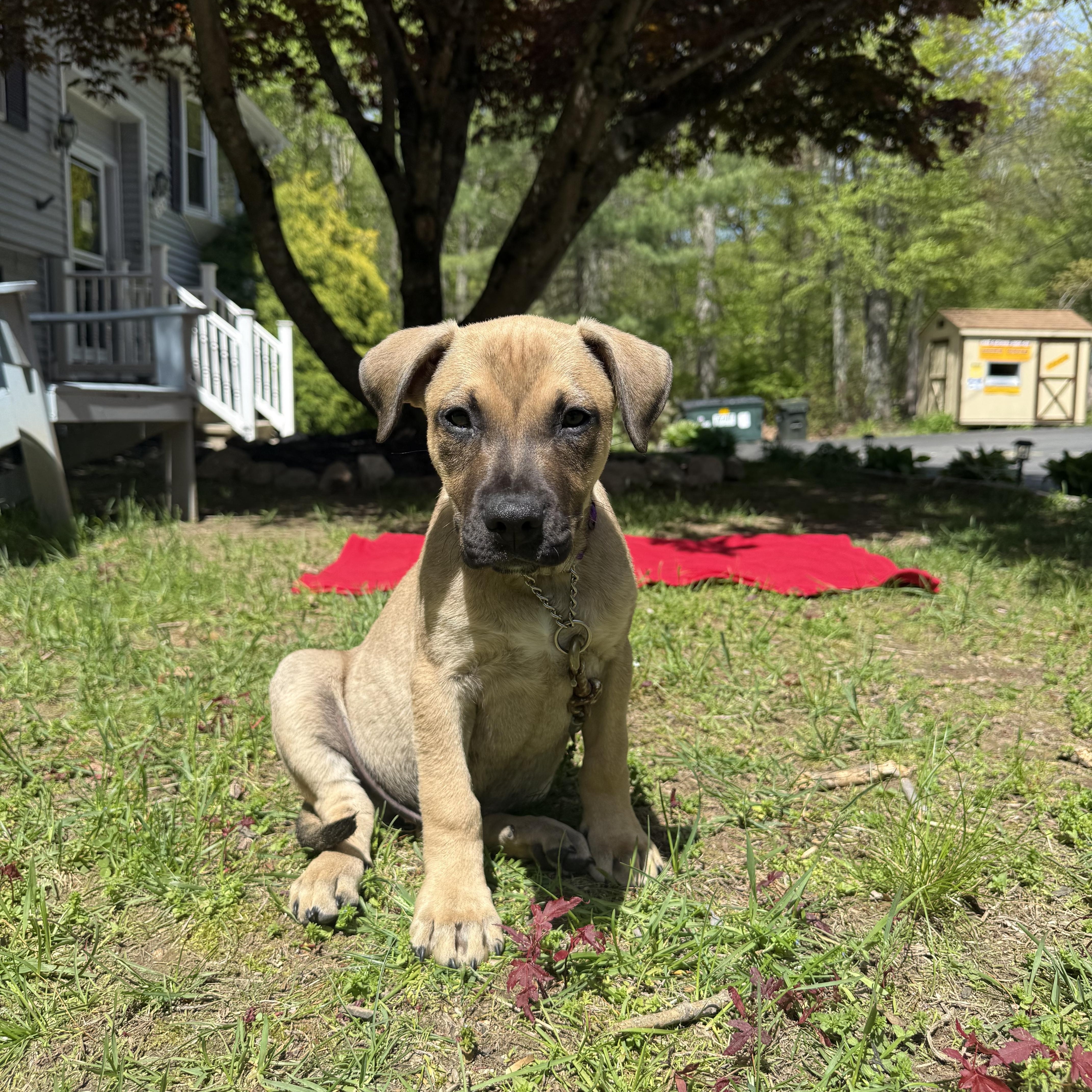 Kane, an adopted mixed breed in Douglas, MA image 3/6