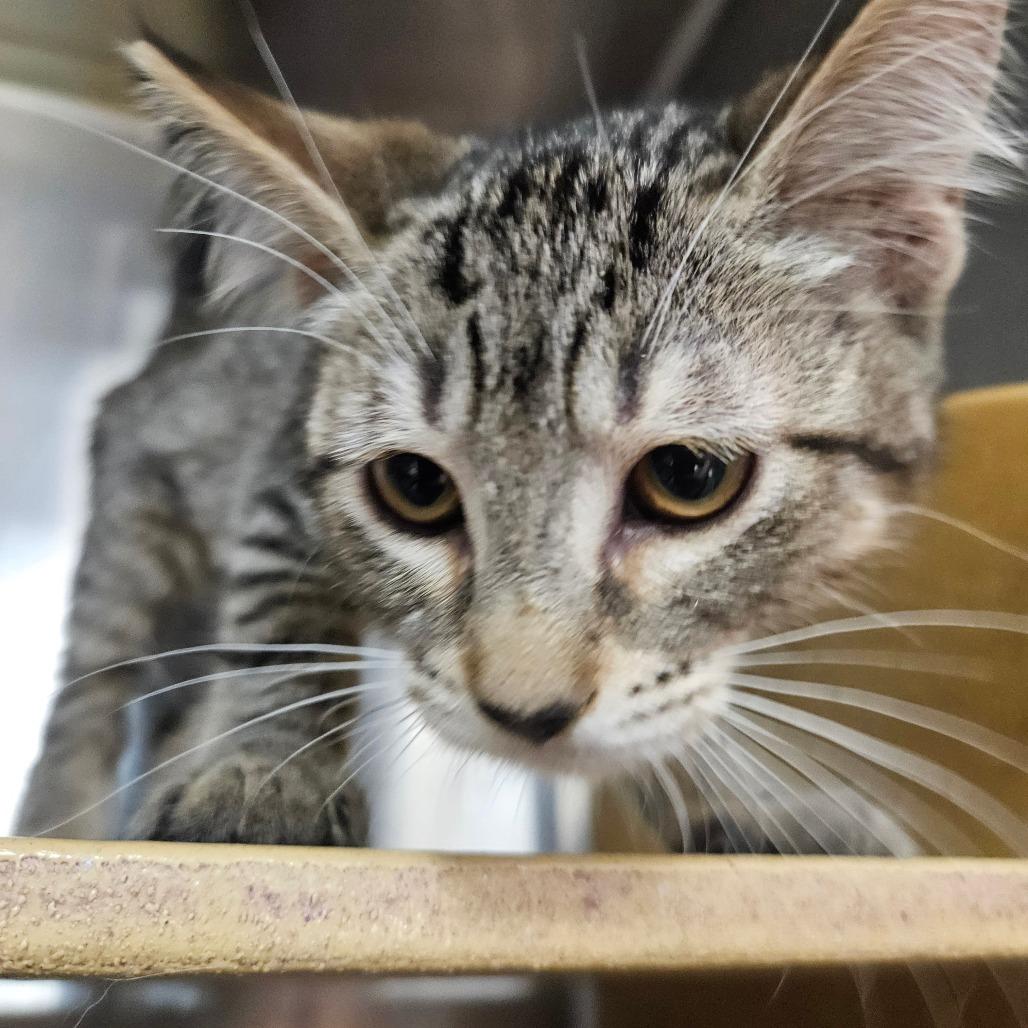 Enlarge Meowtini, a Adoptable Domestic Short Hair in Grantsville, UT image 1/1