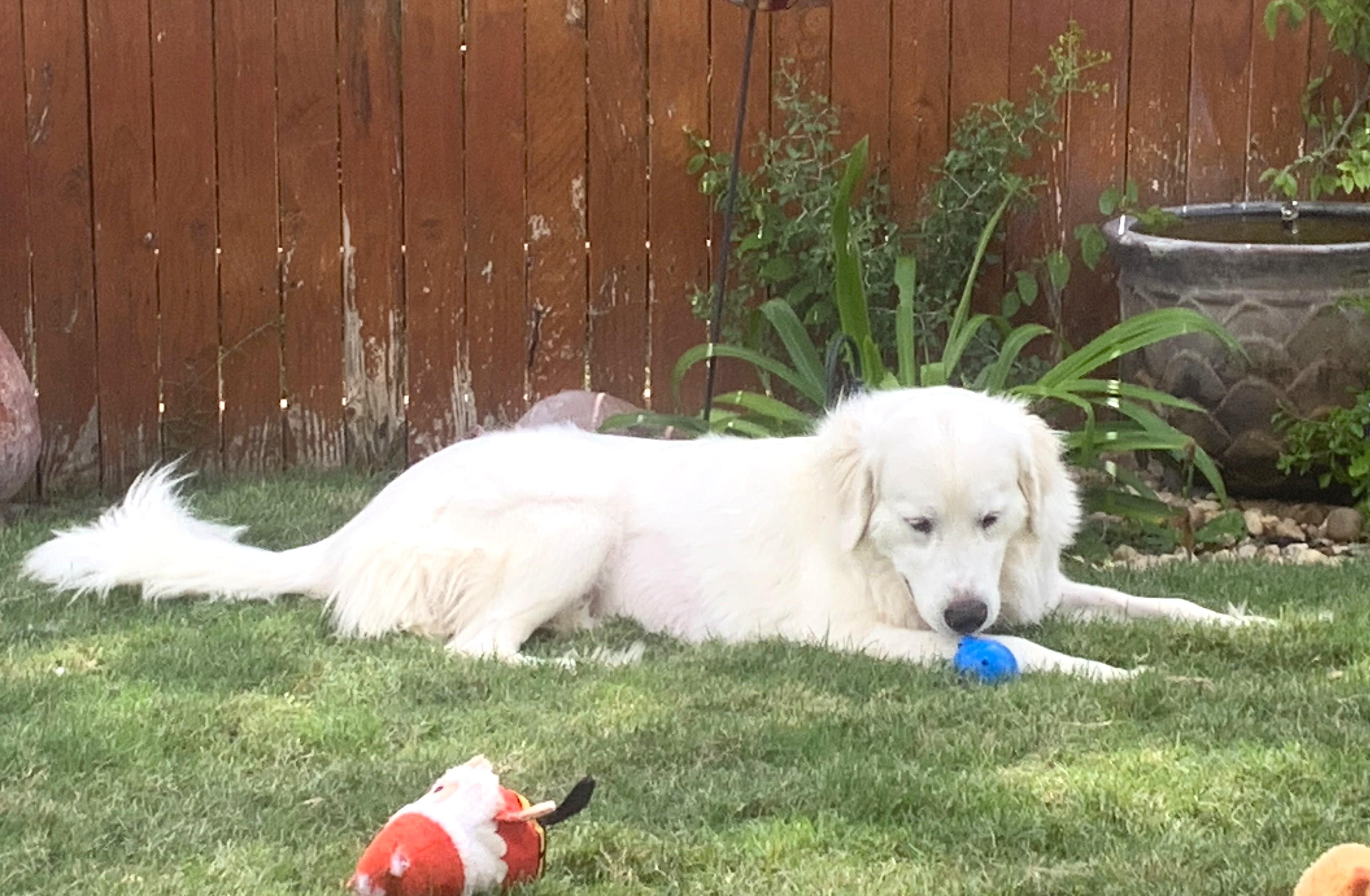 Delilah SAT, Adoptable, Young Female Great Pyrenees.