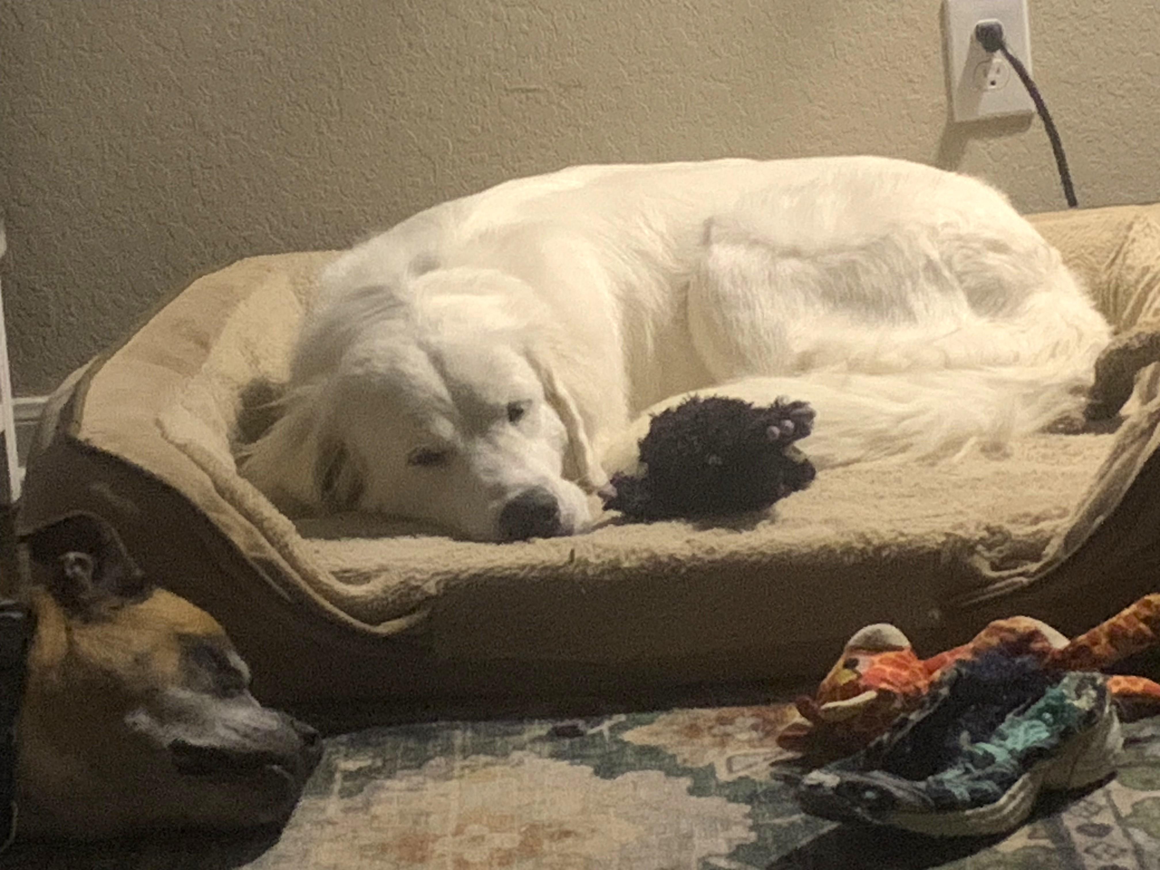 Enlarge Delilah SAT, a Adoptable Great Pyrenees in Quinlan, TX image 2/6