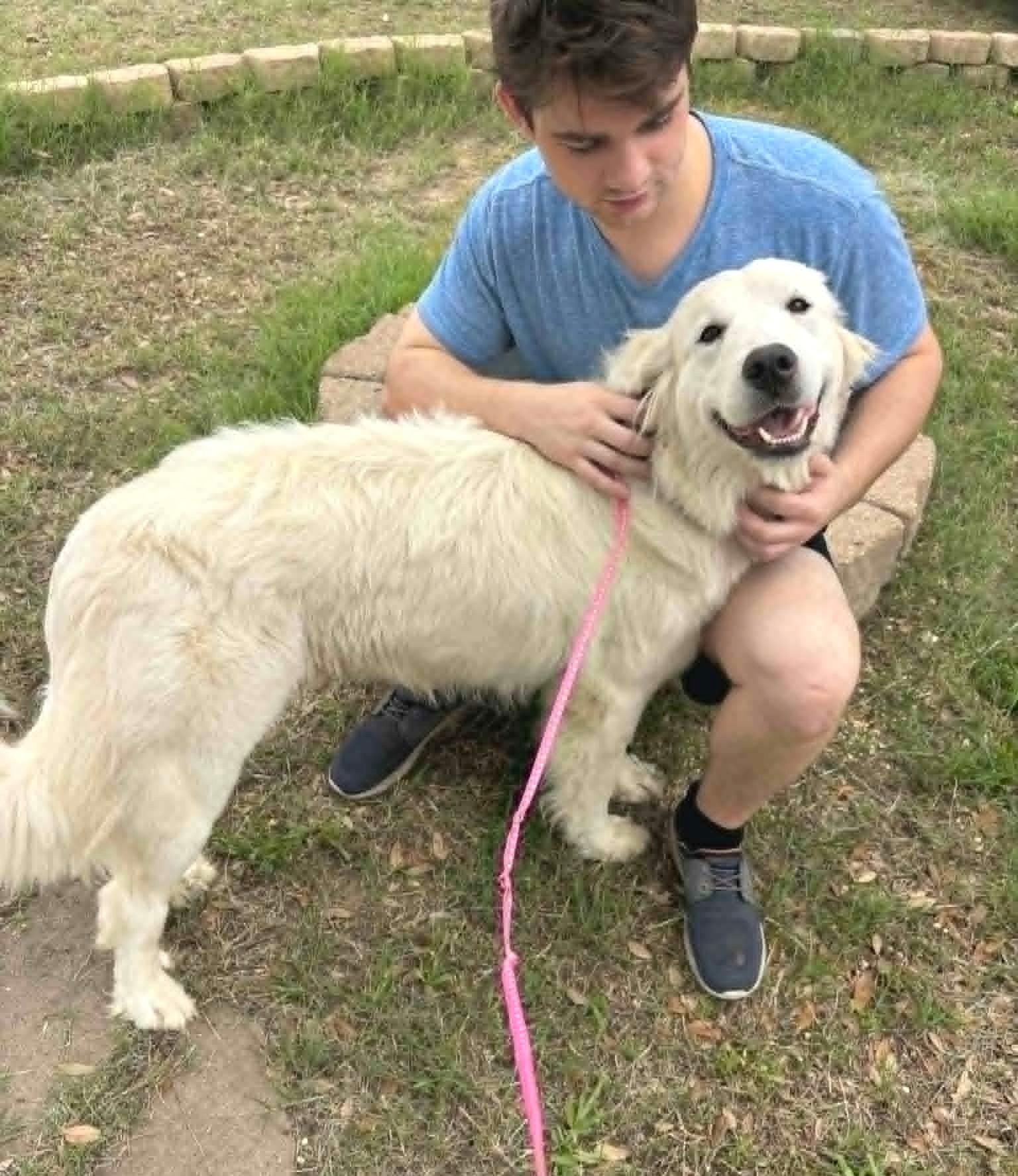 Enlarge Delilah SAT, a Adoptable Great Pyrenees in Quinlan, TX image 3/6
