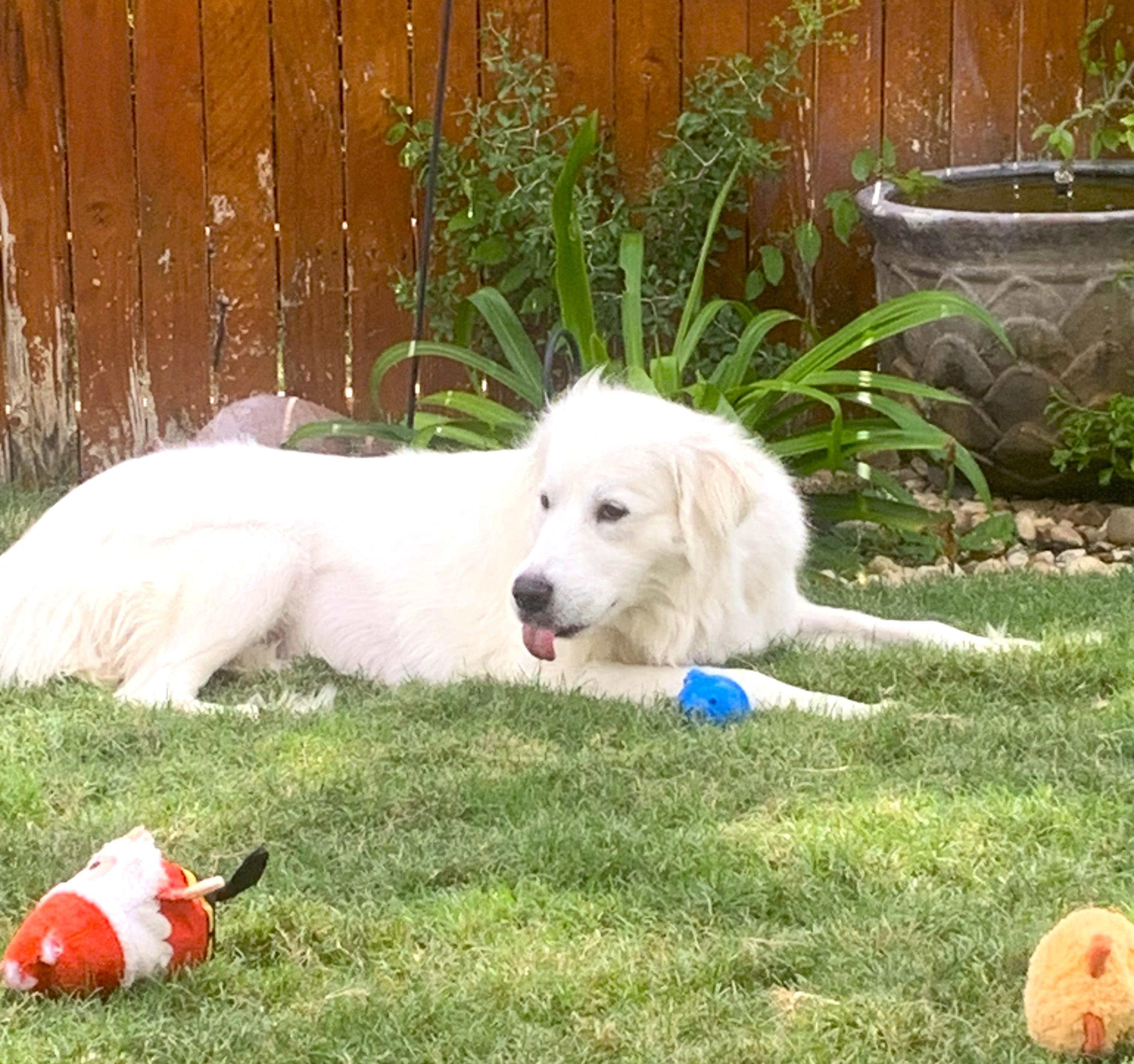 Enlarge Delilah SAT, a Adoptable Great Pyrenees in Quinlan, TX image 4/6