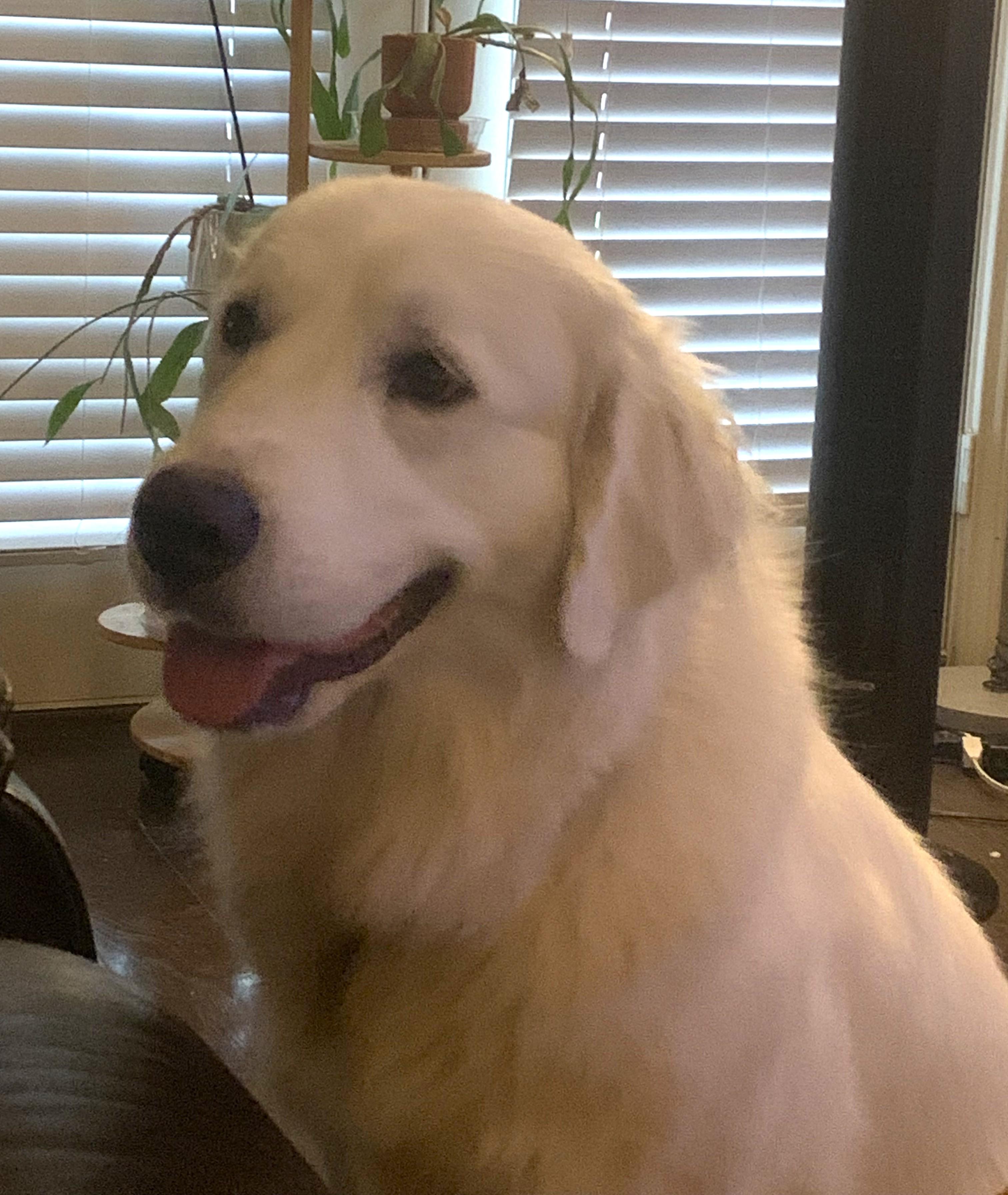 Enlarge Delilah SAT, a Adoptable Great Pyrenees in Quinlan, TX image 5/6