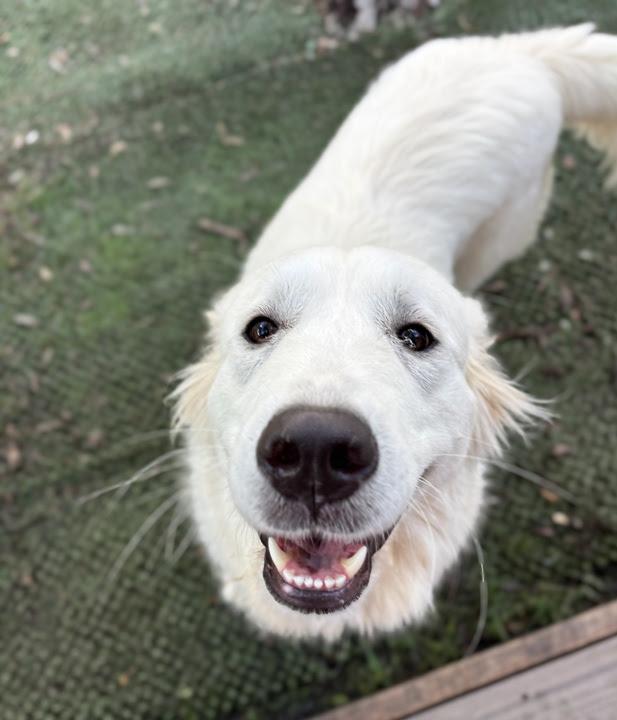 Enlarge Delilah SAT, a Adoptable Great Pyrenees in Quinlan, TX image 6/6