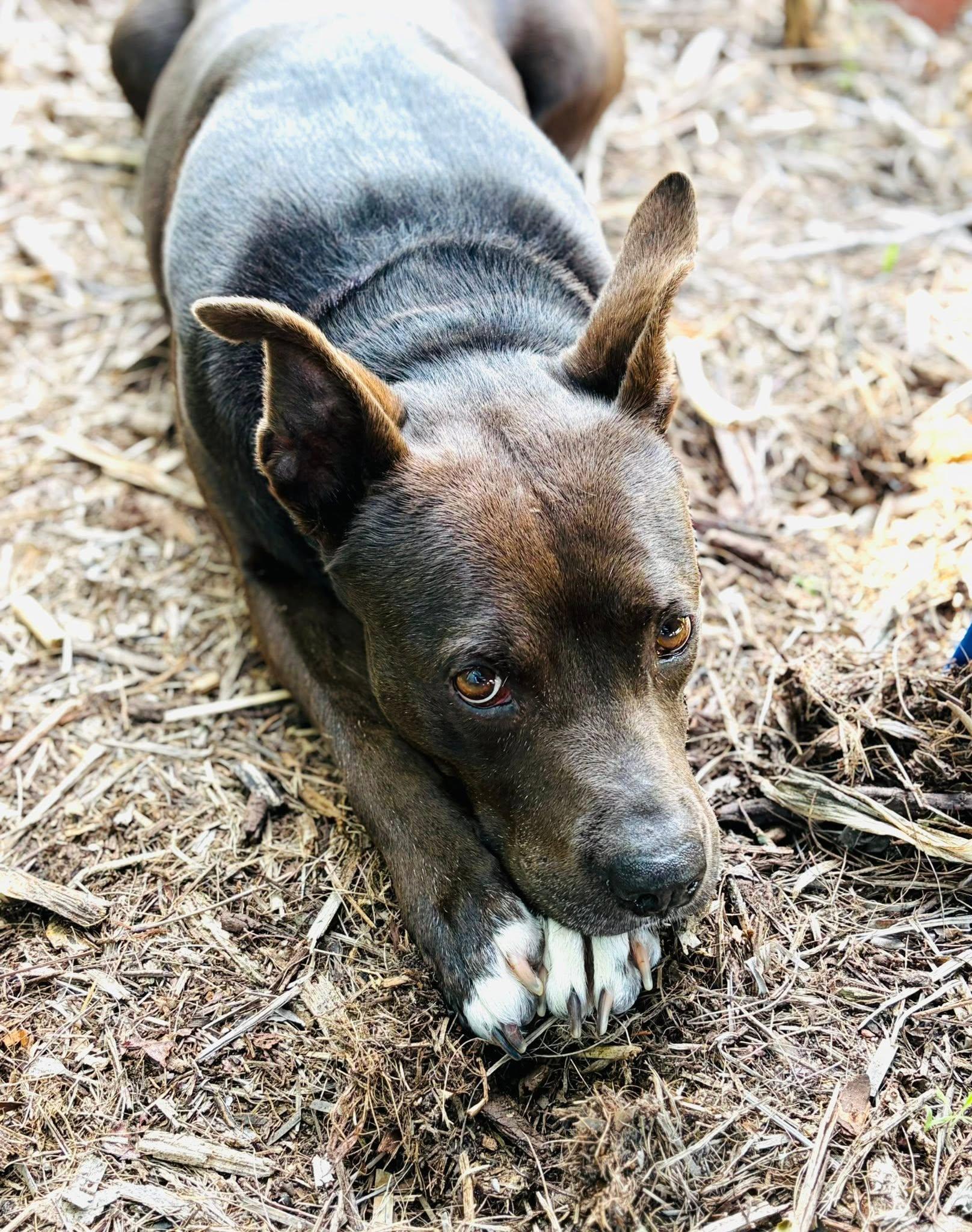 Enlarge Edie, a Adoptable mixed breed in Estero, FL image 1/4