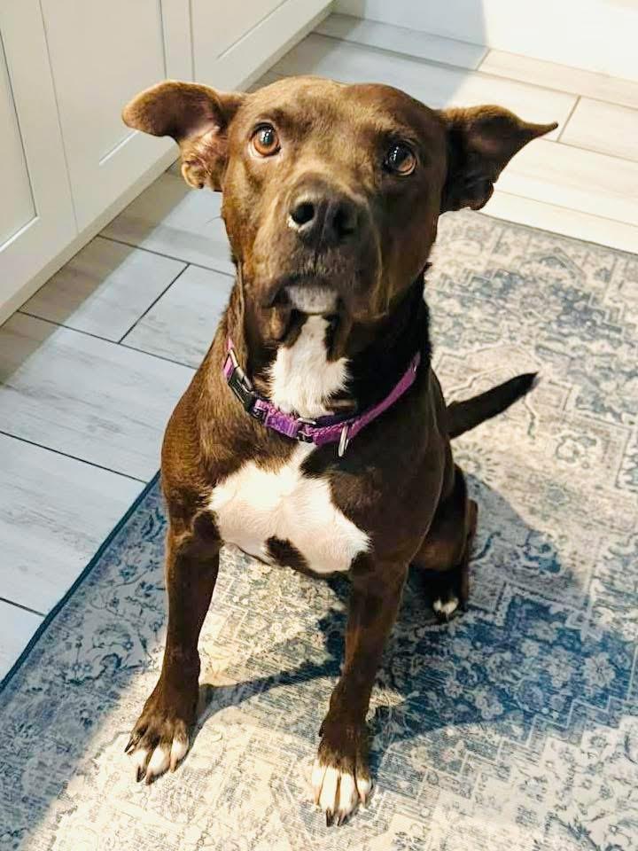 Enlarge Edie, a Adoptable mixed breed in Estero, FL image 2/5