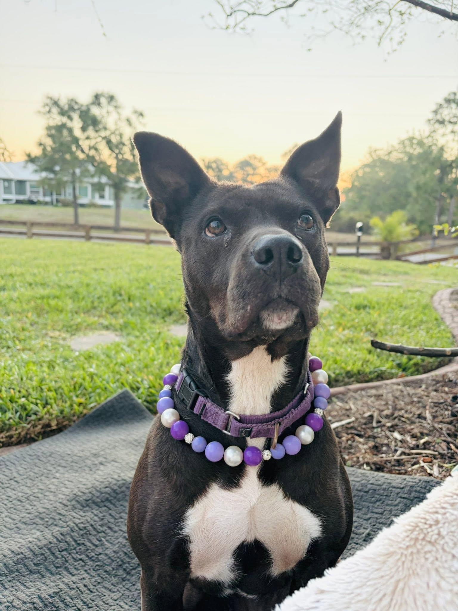 Enlarge Edie, a Adoptable mixed breed in Estero, FL image 2/4