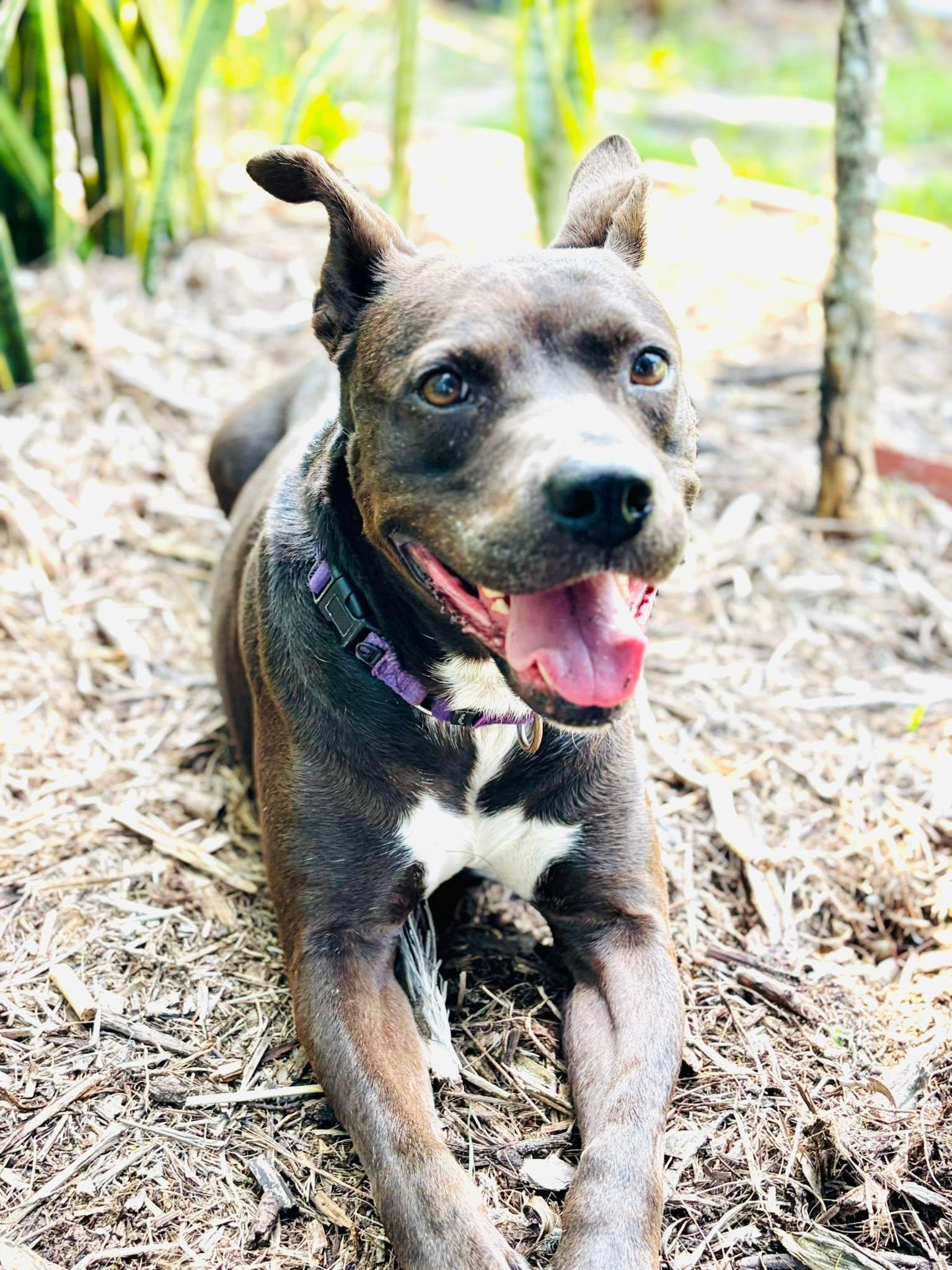 Enlarge Edie, a Adoptable mixed breed in Estero, FL image 4/4