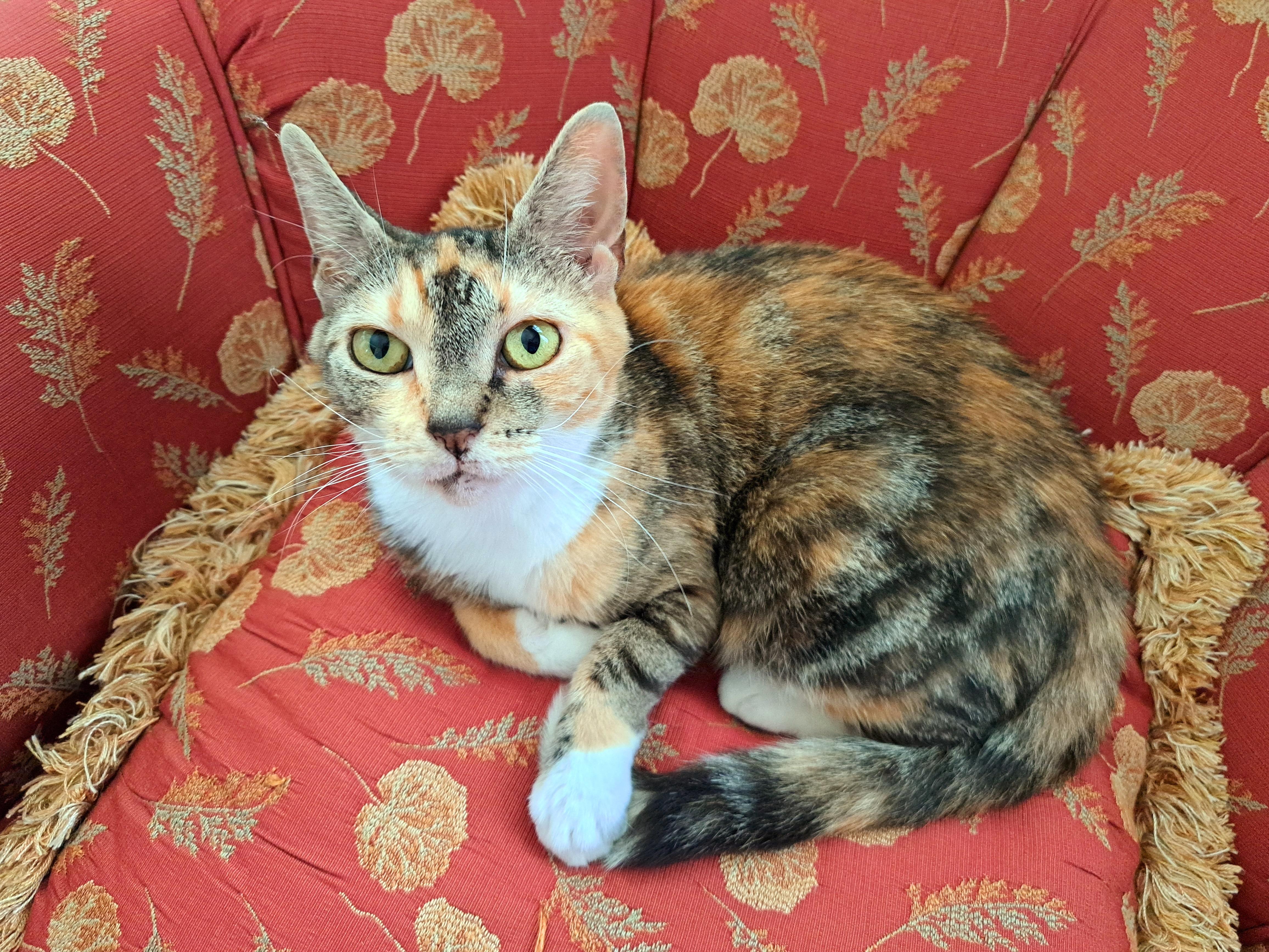 Enlarge GIGI, a Adopted Calico in Wilmington, NC image 1/6