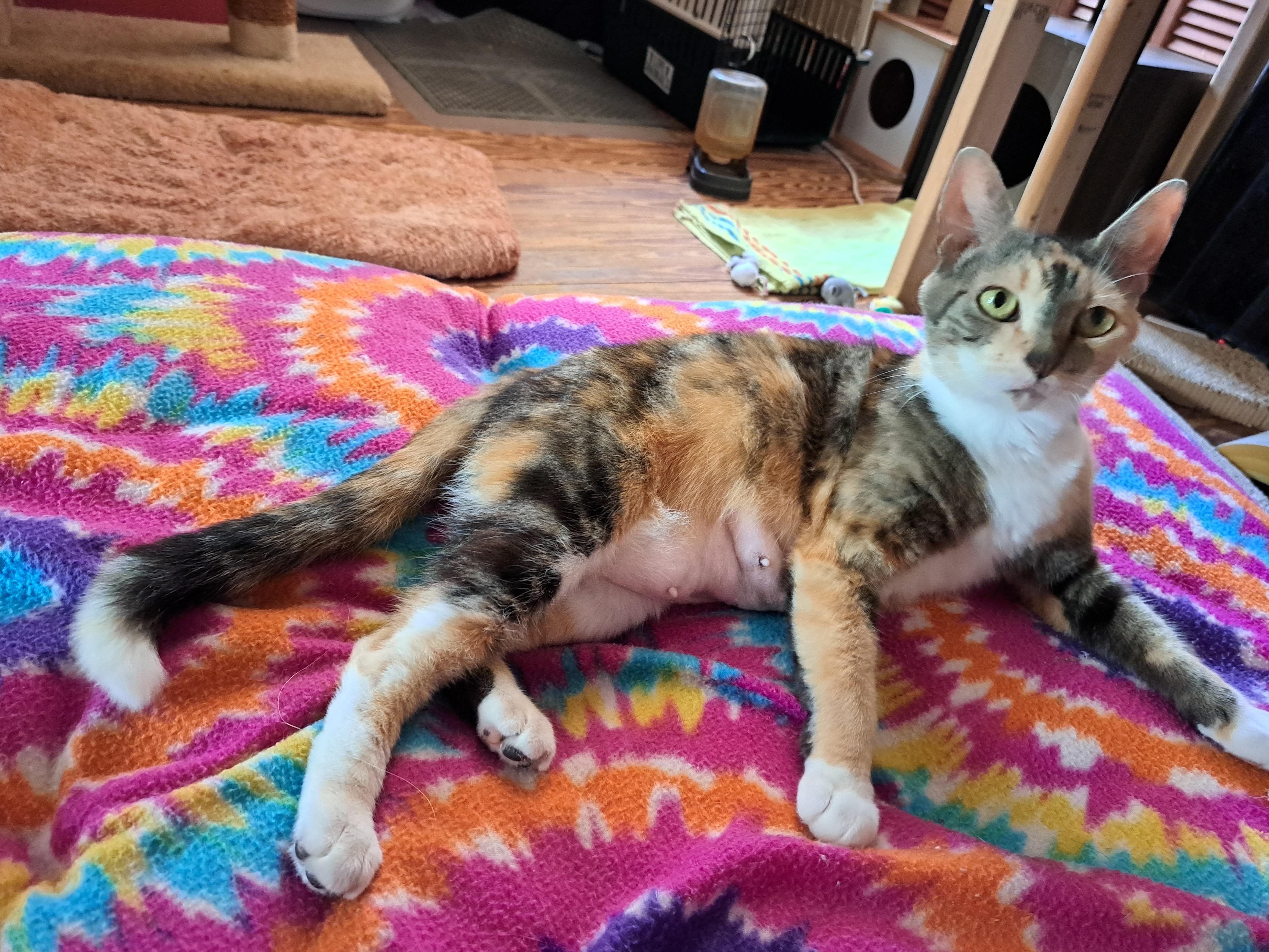 Enlarge GIGI, a Adopted Calico in Wilmington, NC image 6/6