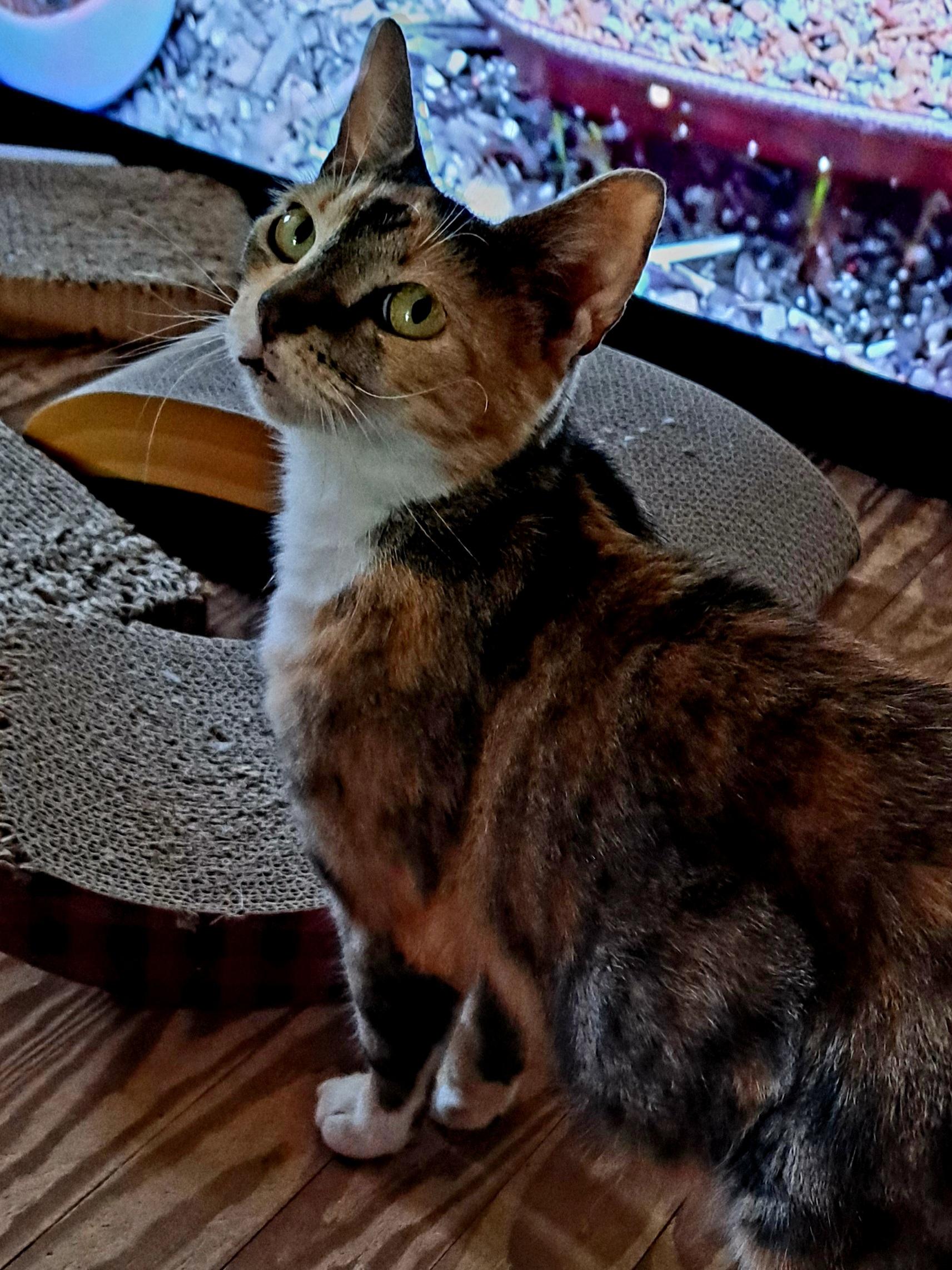 Enlarge GIGI, a Adopted Calico in Wilmington, NC image 5/6
