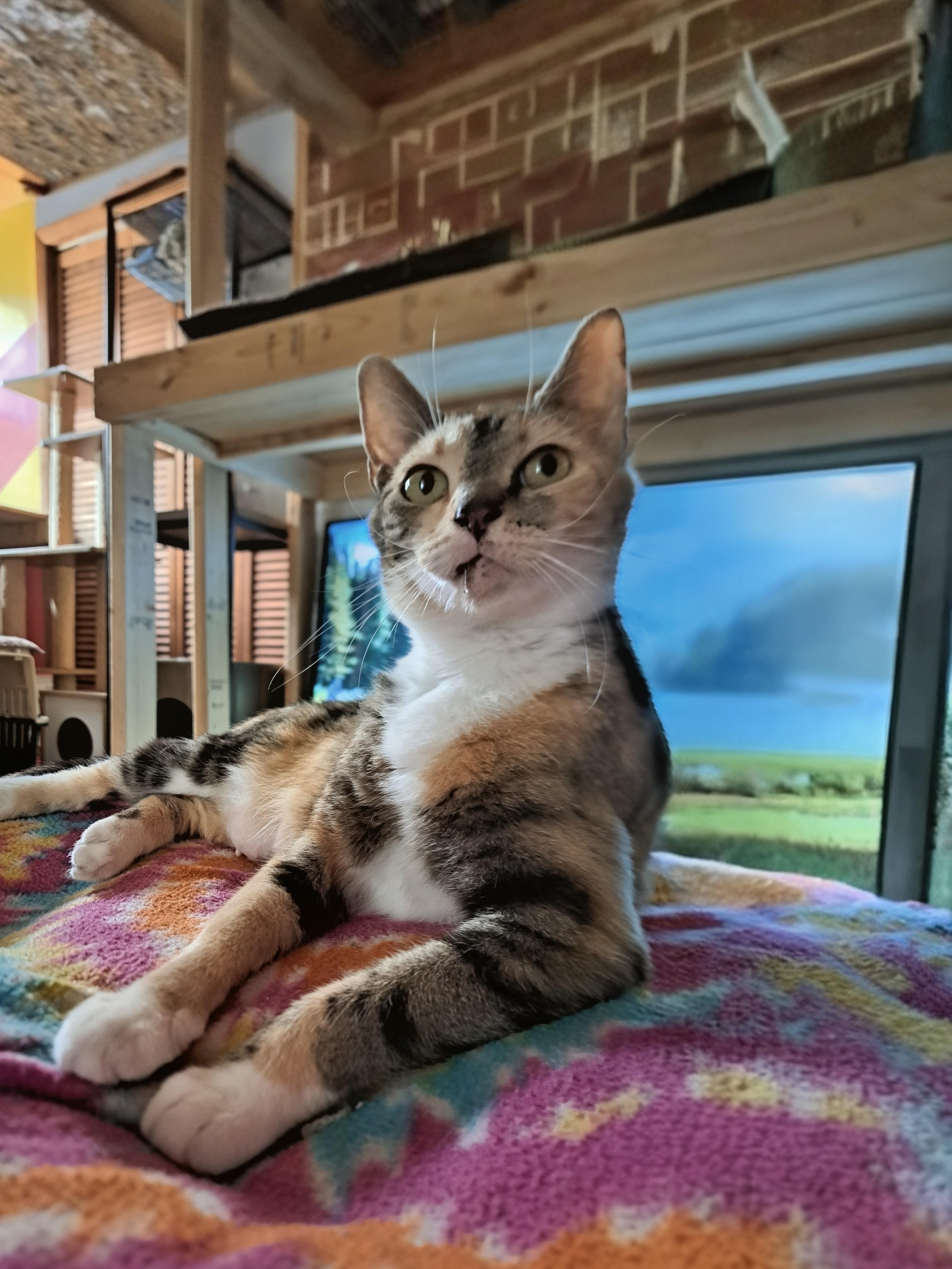 Enlarge GIGI, a Adopted Calico in Wilmington, NC image 3/6