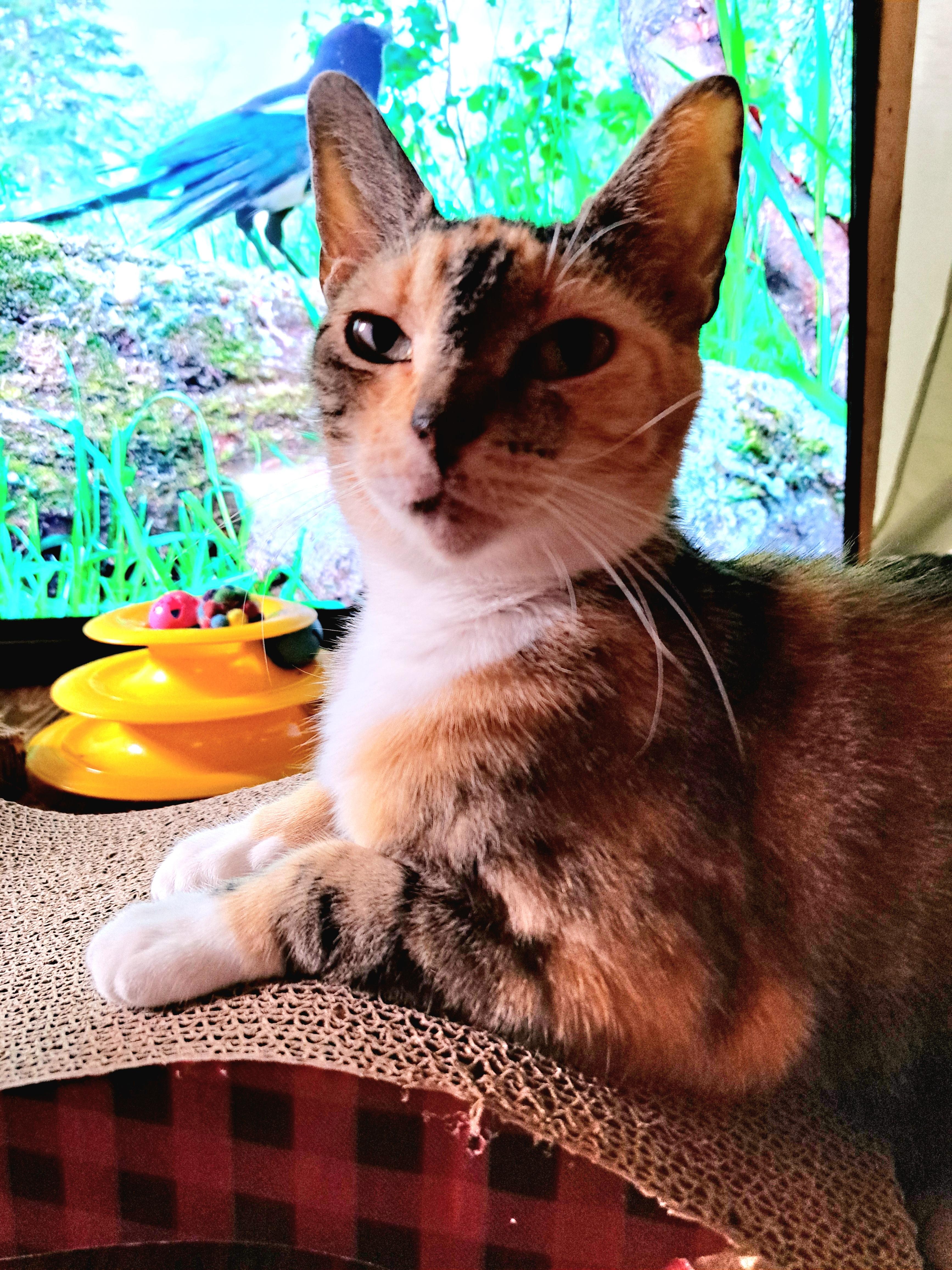 Enlarge GIGI, a Adopted Calico in Wilmington, NC image 2/6