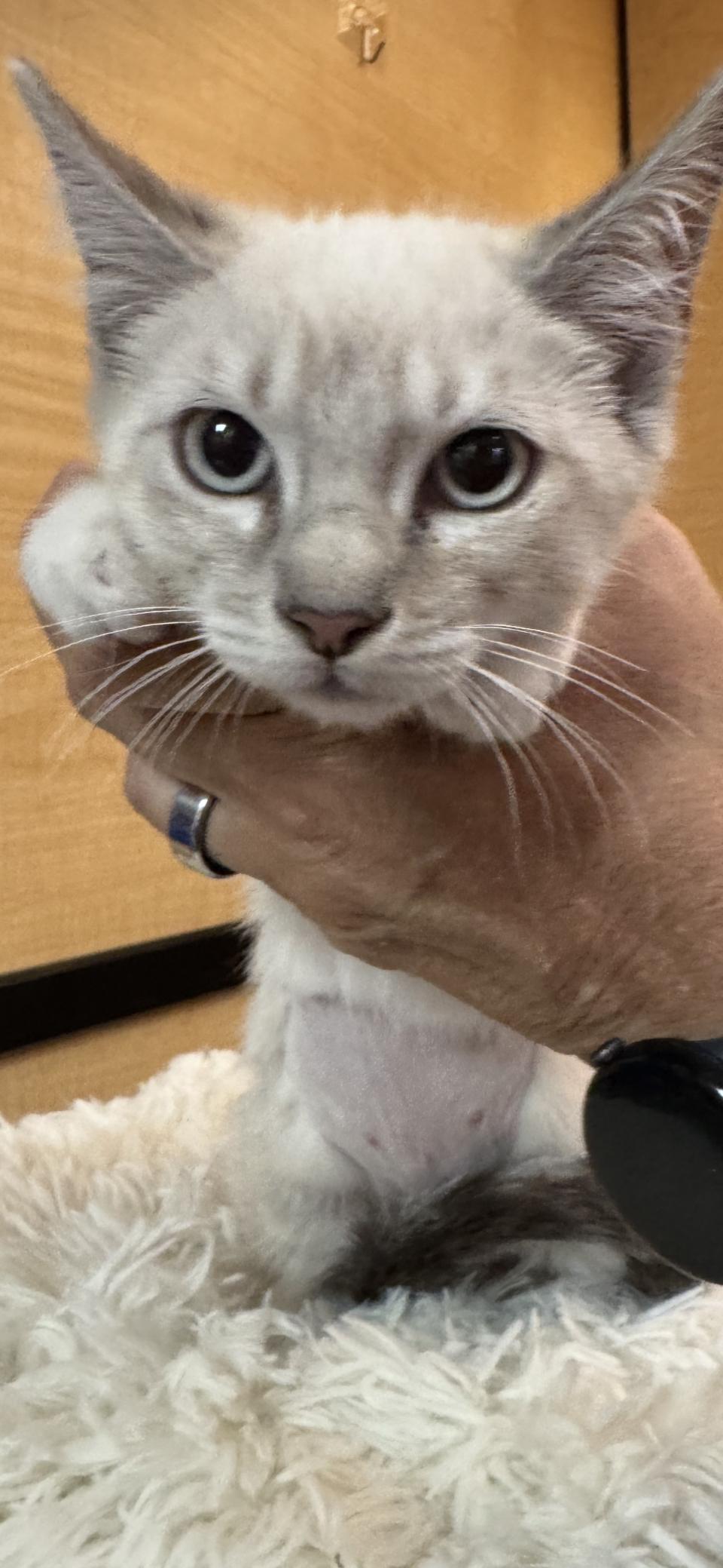 Gumdrop, Adopted, Young Female Siamese.