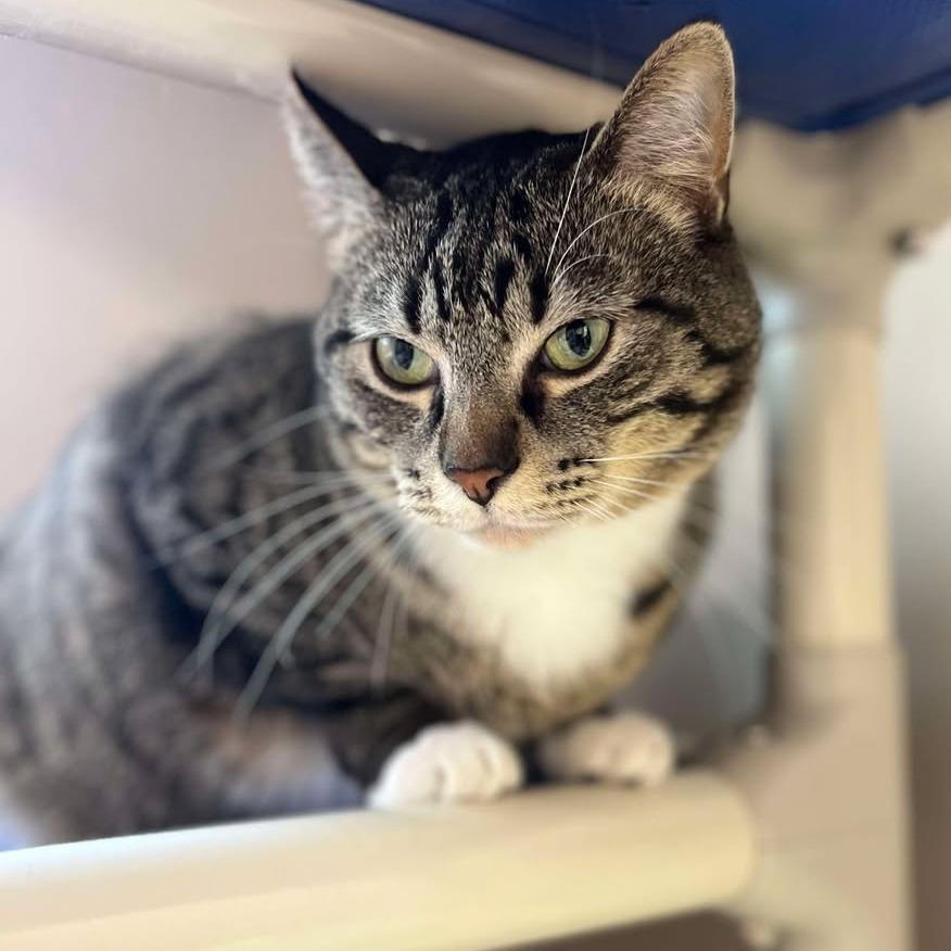 Enlarge Gizmo, a Adoptable Domestic Short Hair in Milan, IL image 1/2