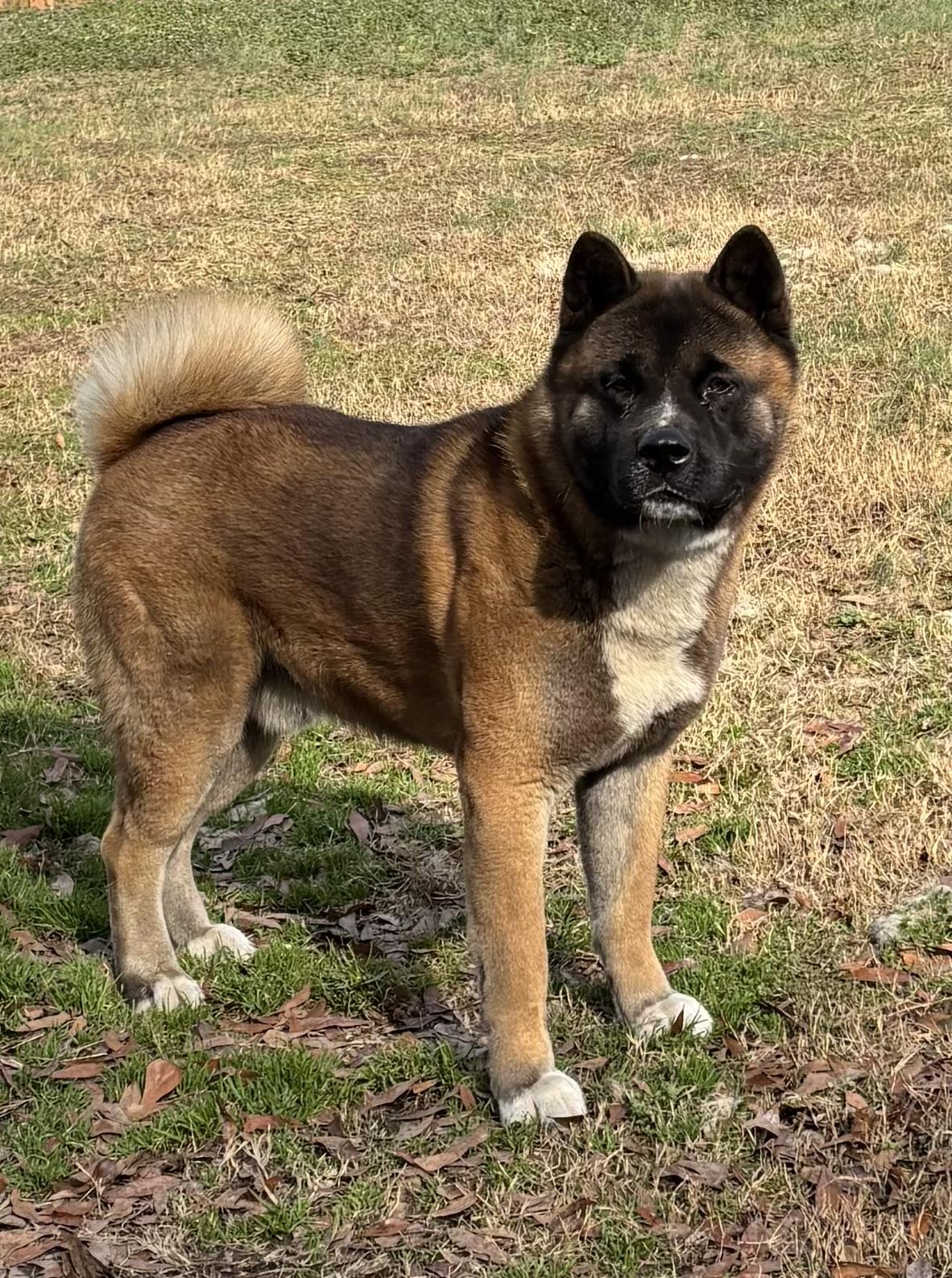 Enlarge Caine , a ADOPTABLE Akita in Snellville, GA image 1/1
