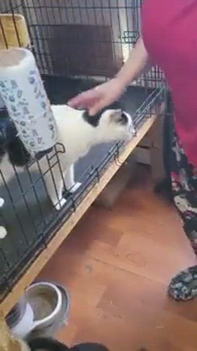 Enlarge NIPPET, a Adoptable Domestic Short Hair in Brooklyn, NY video 6/11