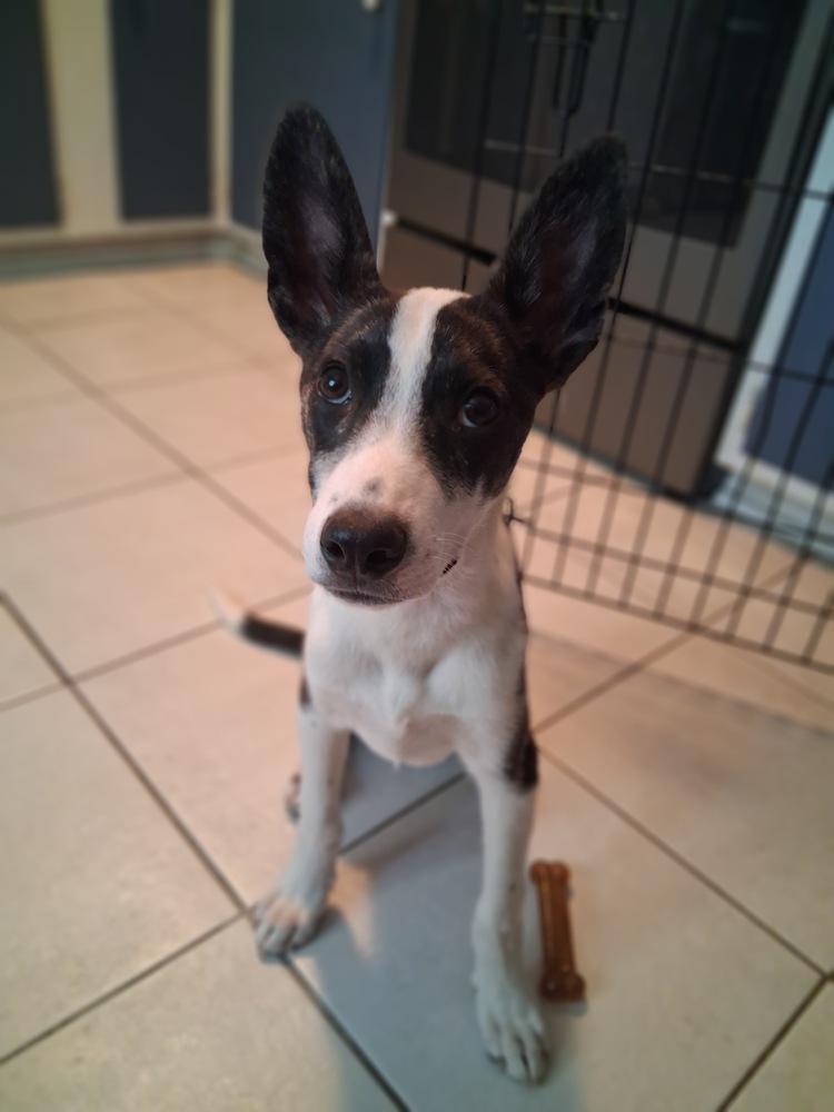 Blade, Adoptable, Puppy Male German Shepherd Dog.