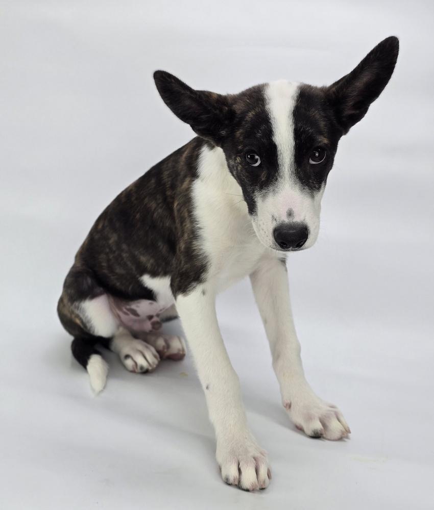 Enlarge Blade, a Adoptable mixed breed in Sedalia, CO image 2/6