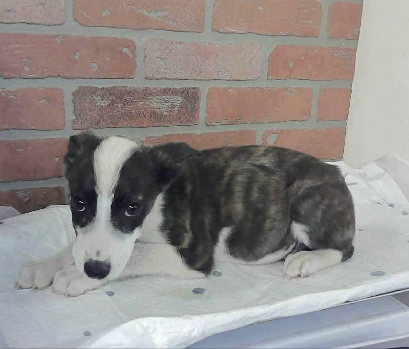 Blade, Adoptable, Puppy Male German Shepherd Dog.