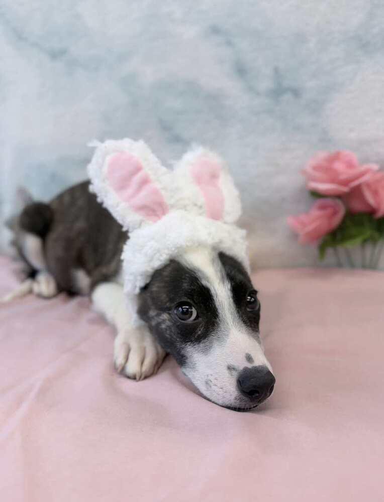 Enlarge Blade, a Adoptable mixed breed in Sedalia, CO image 2/3
