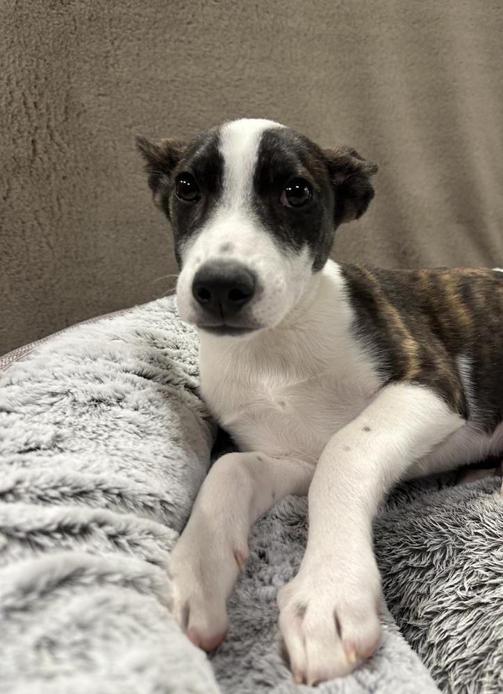 Enlarge Blade, a Adoptable mixed breed in Sedalia, CO image 3/3