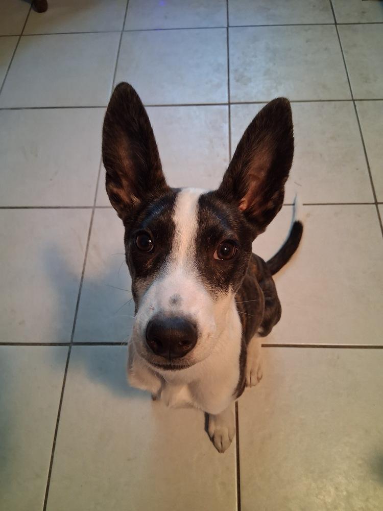 Enlarge Blade, a Adoptable mixed breed in Sedalia, CO image 5/6