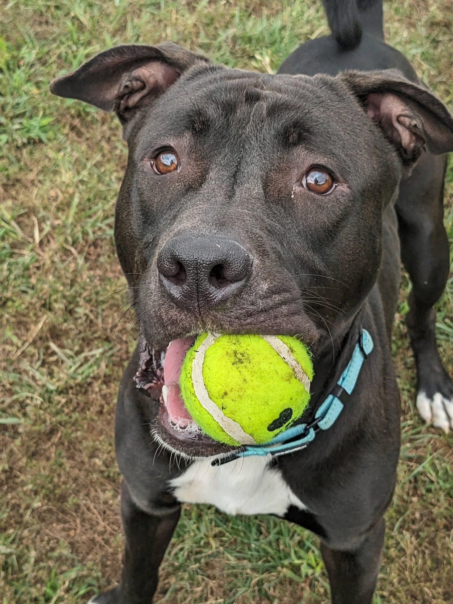 Enlarge Itachi (ID 52692), a Adoptable mixed breed in Manassas, VA image 1/3