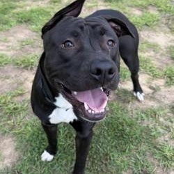 Enlarge Itachi (ID 52692), an adoptable mixed breed in Manassas, VA image 1/1