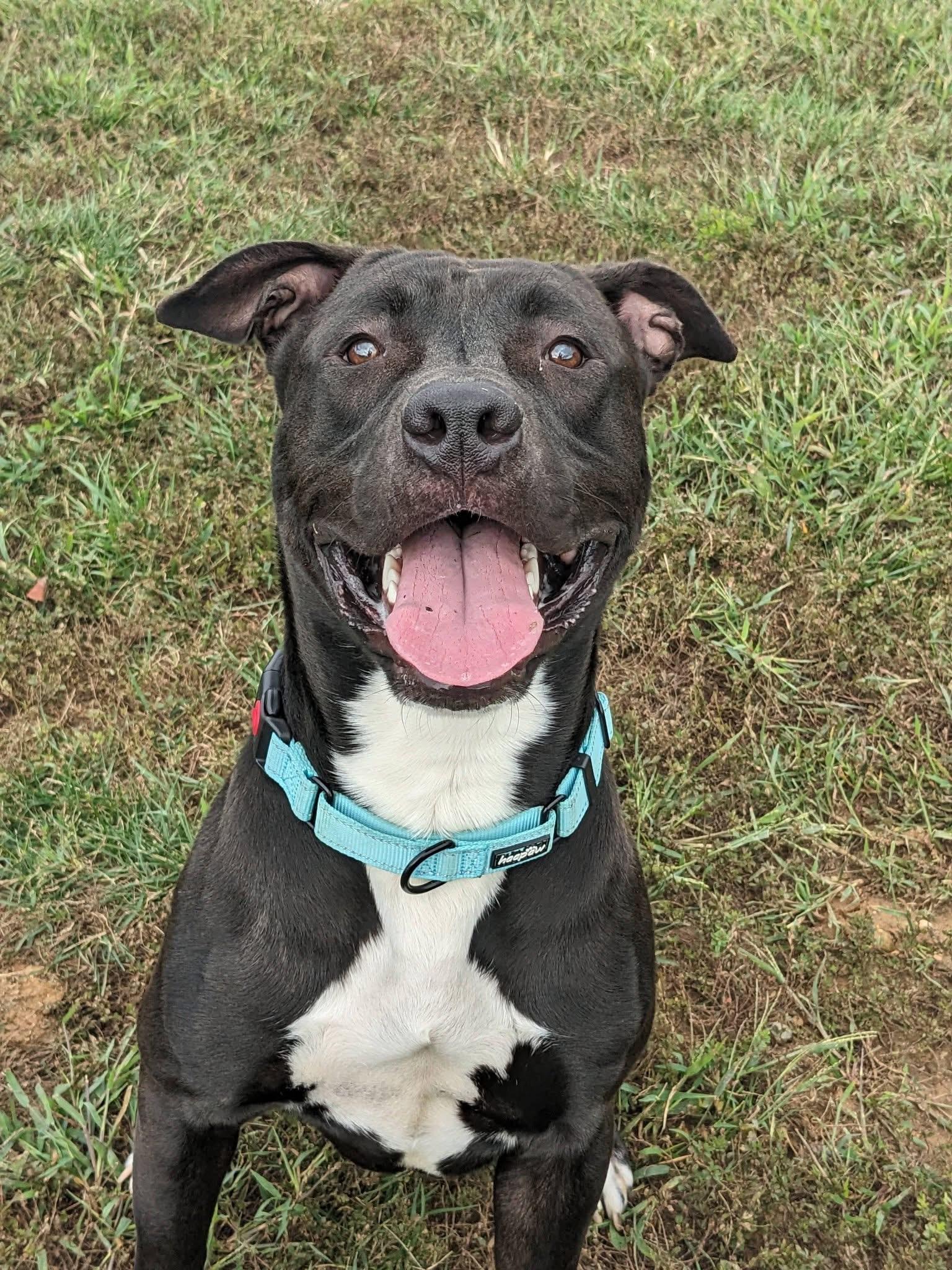 Enlarge Itachi (ID 52692), a Adoptable mixed breed in Manassas, VA image 3/3