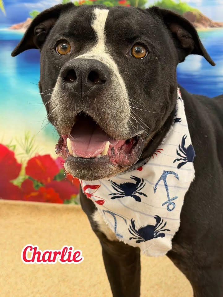 Enlarge Charlie, a ADOPTABLE Mixed Breed in Flint, MI image 1/1