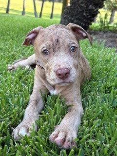 Huck, Adoptable, Puppy Male Pit Bull Terrier.