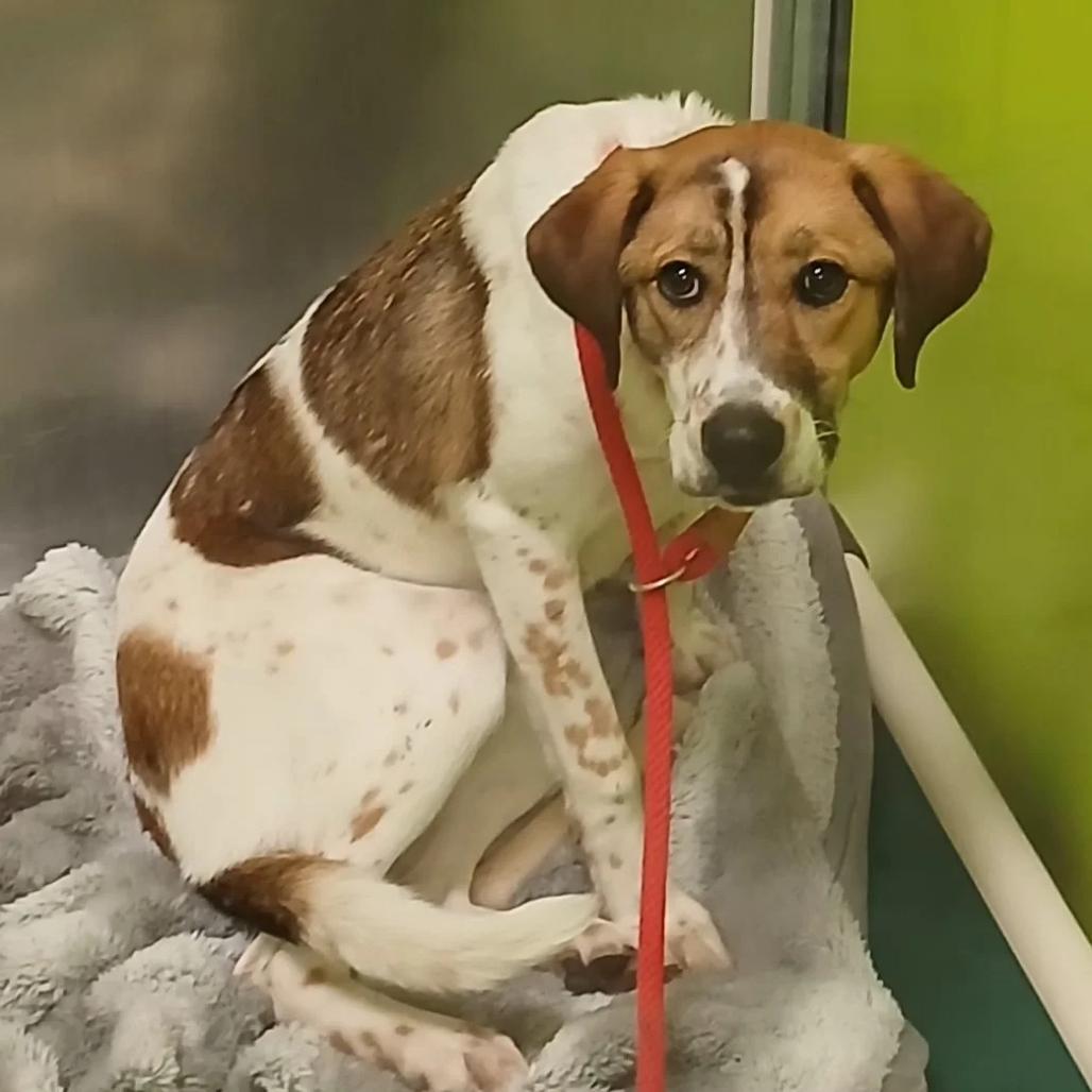 Bailee, Adoptable, Young Female Hound & Mixed Breed.