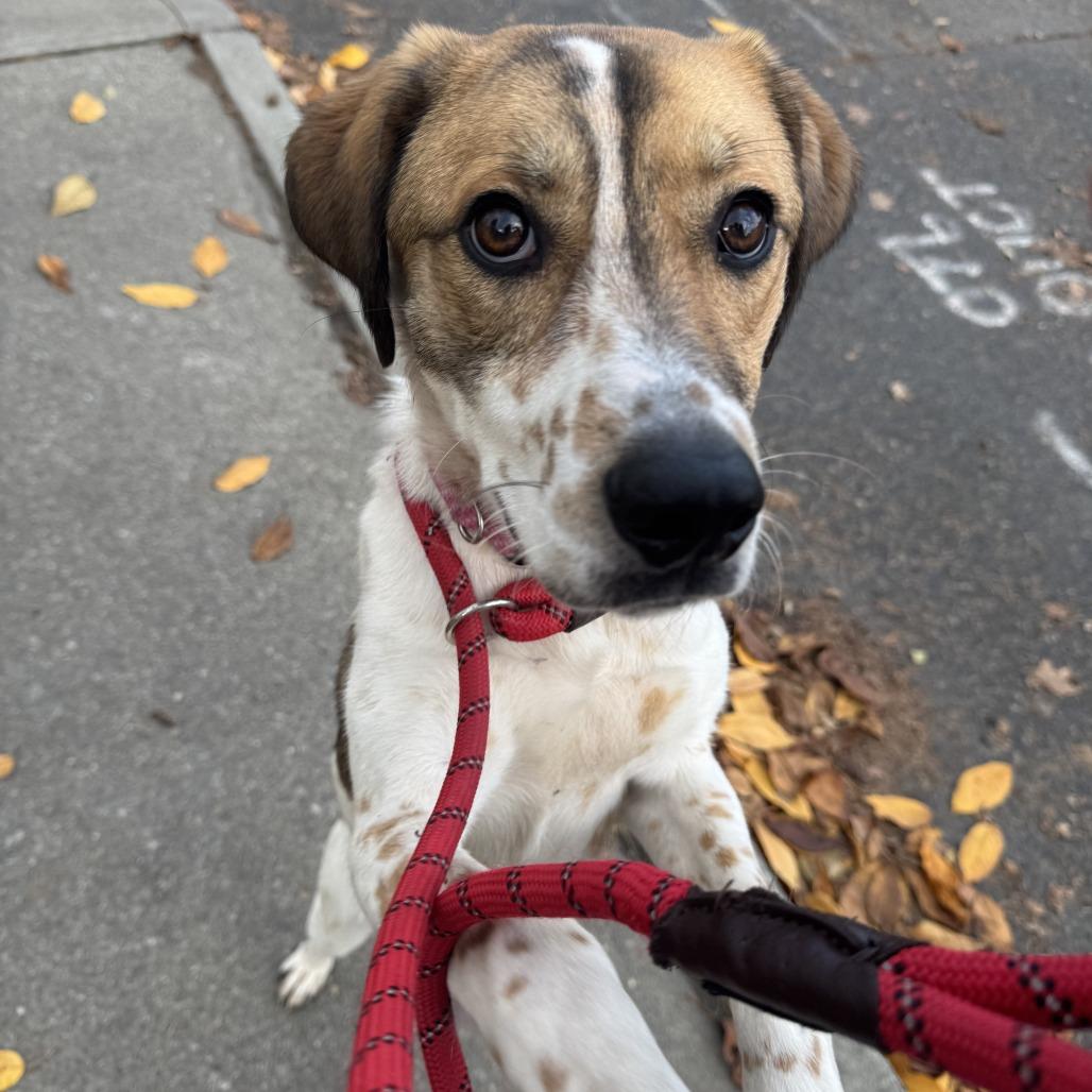 Enlarge Bailee, a Adoptable mixed breed in Spokane, WA image 2/2