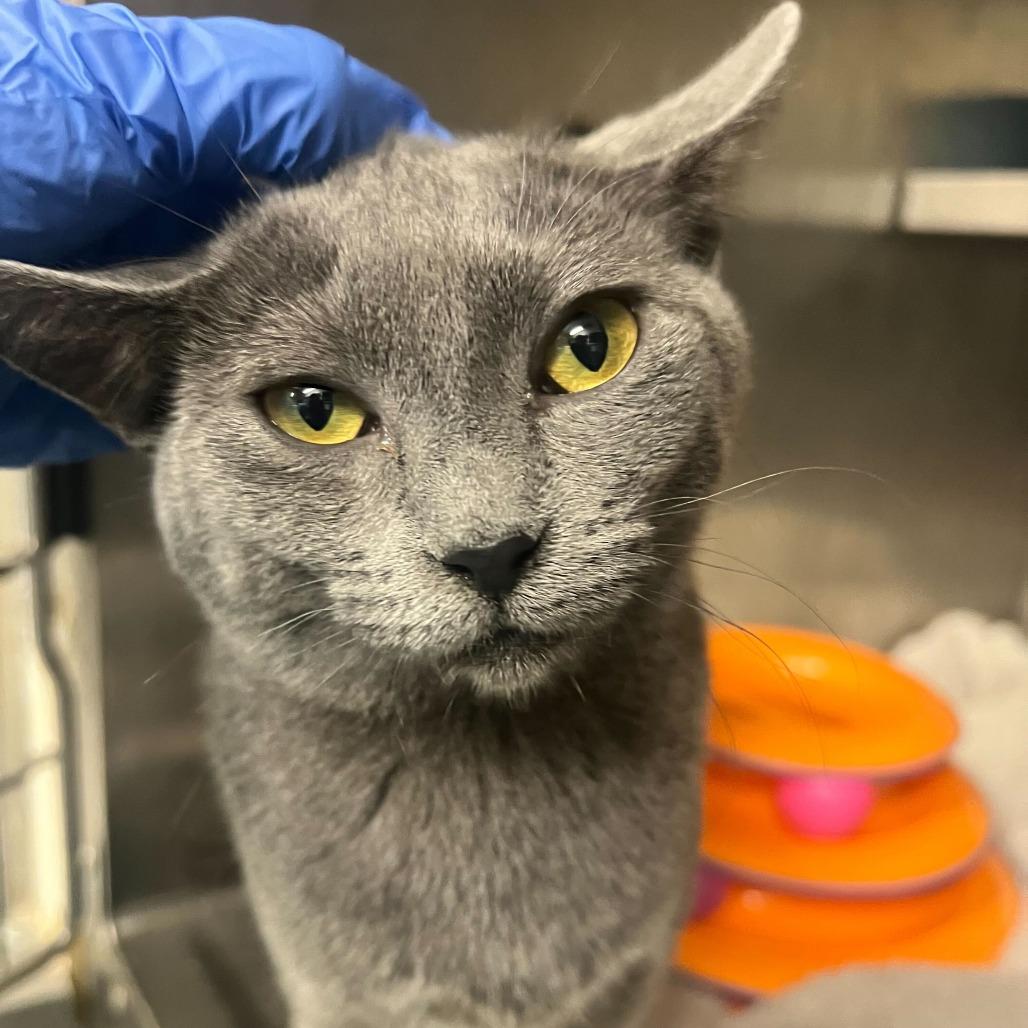 10 pc with Fries — thumbnail 2