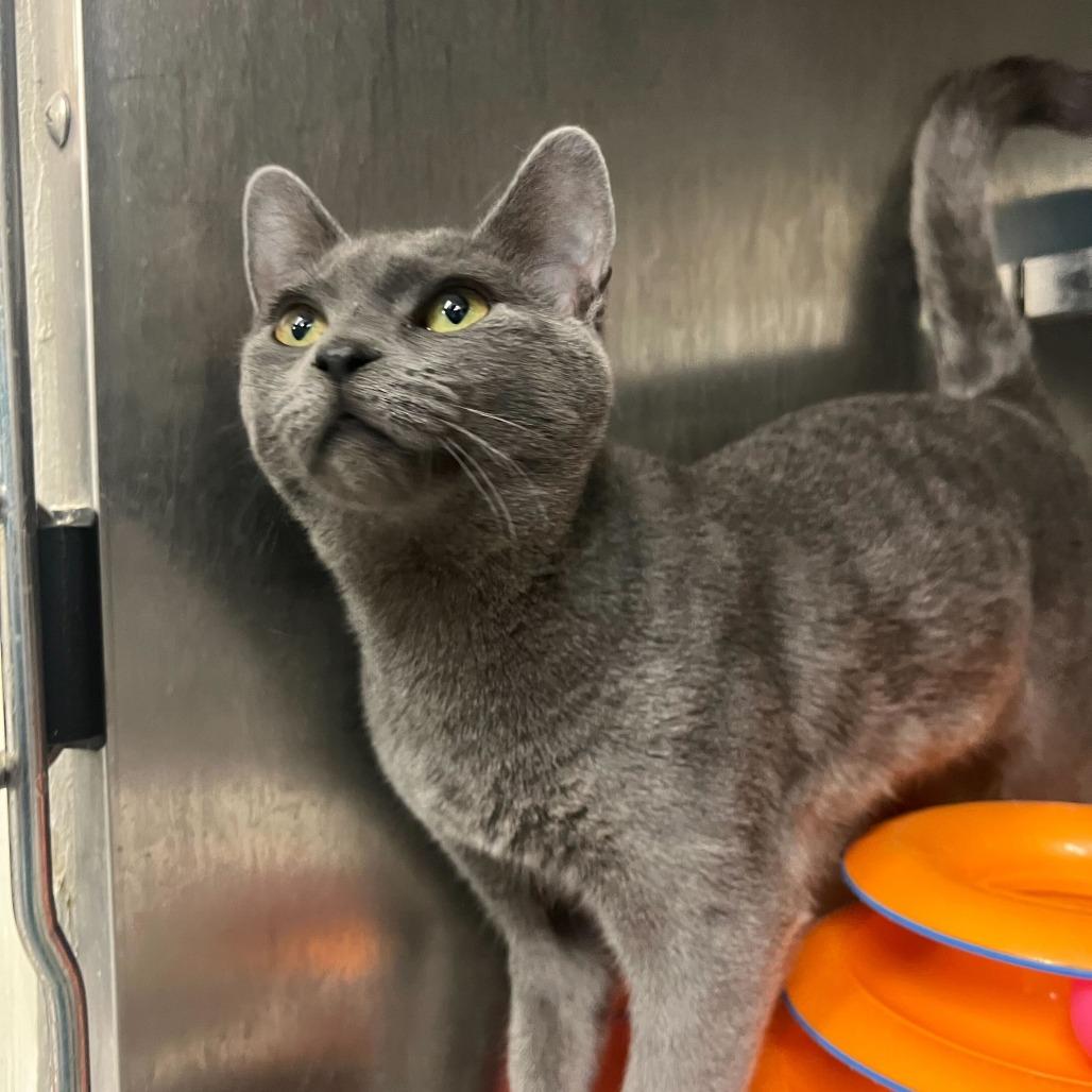 10 pc with Fries — thumbnail 3