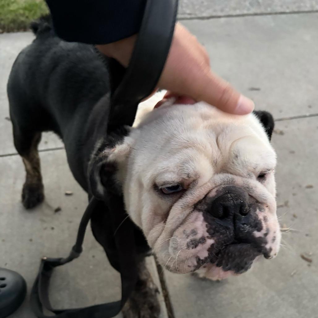 Enlarge Louie, a Adoptable English Bulldog in Turlock, CA image 1/6