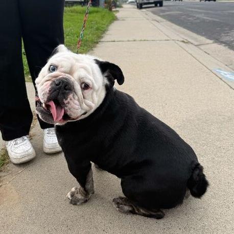 Enlarge Louie, a Adoptable English Bulldog in Turlock, CA image 2/6