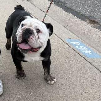 Enlarge Louie, a Adoptable English Bulldog in Turlock, CA image 3/6