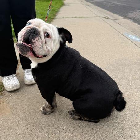 Enlarge Louie, a Adoptable English Bulldog in Turlock, CA image 4/6
