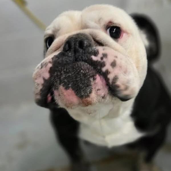 Enlarge Louie, a Adoptable English Bulldog in Turlock, CA image 5/6