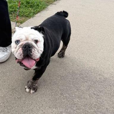 Enlarge Louie, a Adoptable English Bulldog in Turlock, CA image 6/6