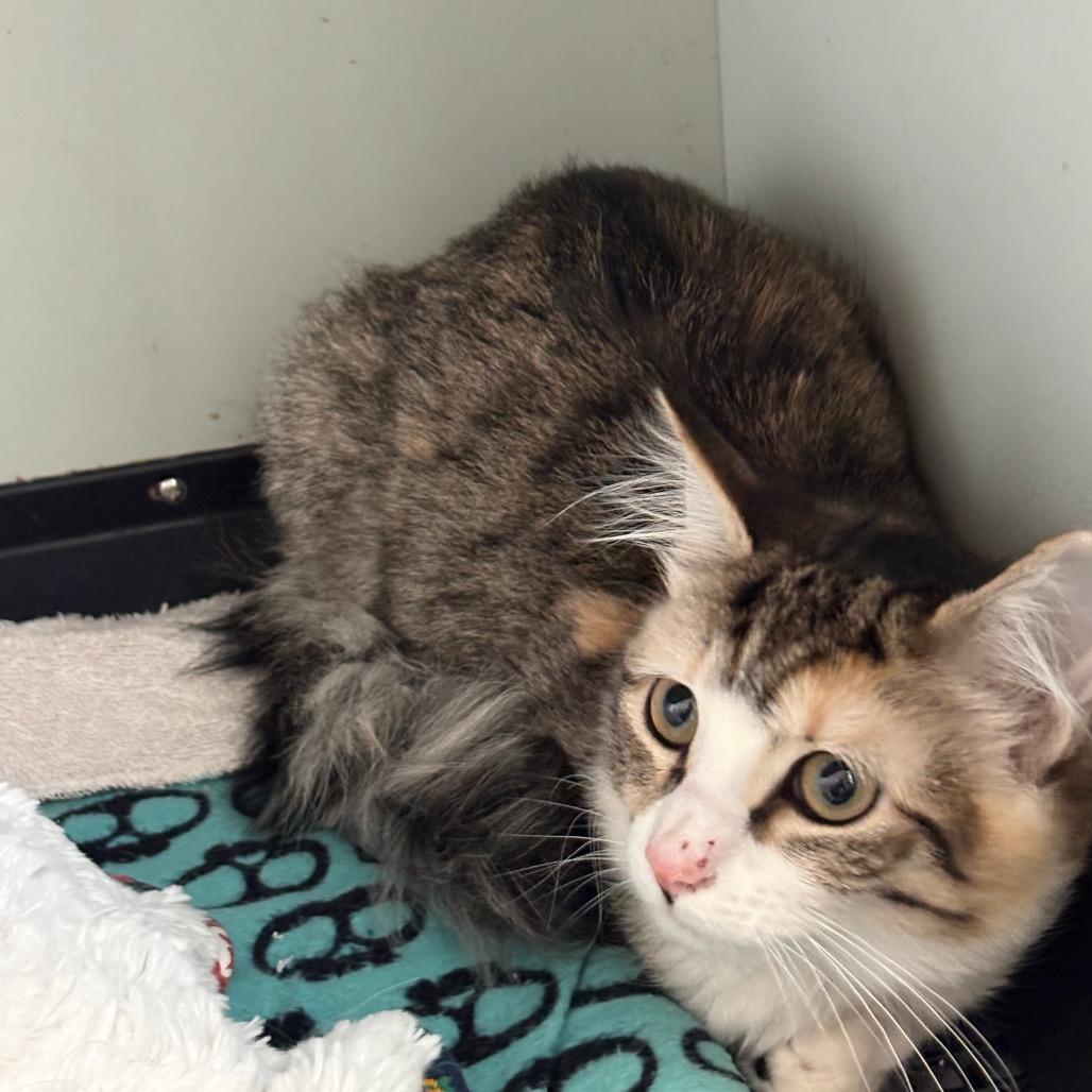Enlarge Oreo, a ADOPTABLE Calico in Anderson, TX image 1/1