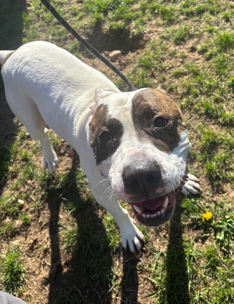 ROSCOE, Adoptable, Adult Male Pit Bull Terrier & Labrador Retriever.