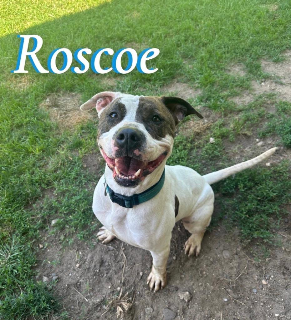 Enlarge ROSCOE, a Adoptable mixed breed in Hastings, MI image 2/3
