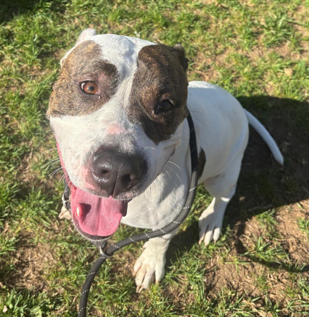 Enlarge ROSCOE, a Adoptable mixed breed in Hastings, MI image 2/3