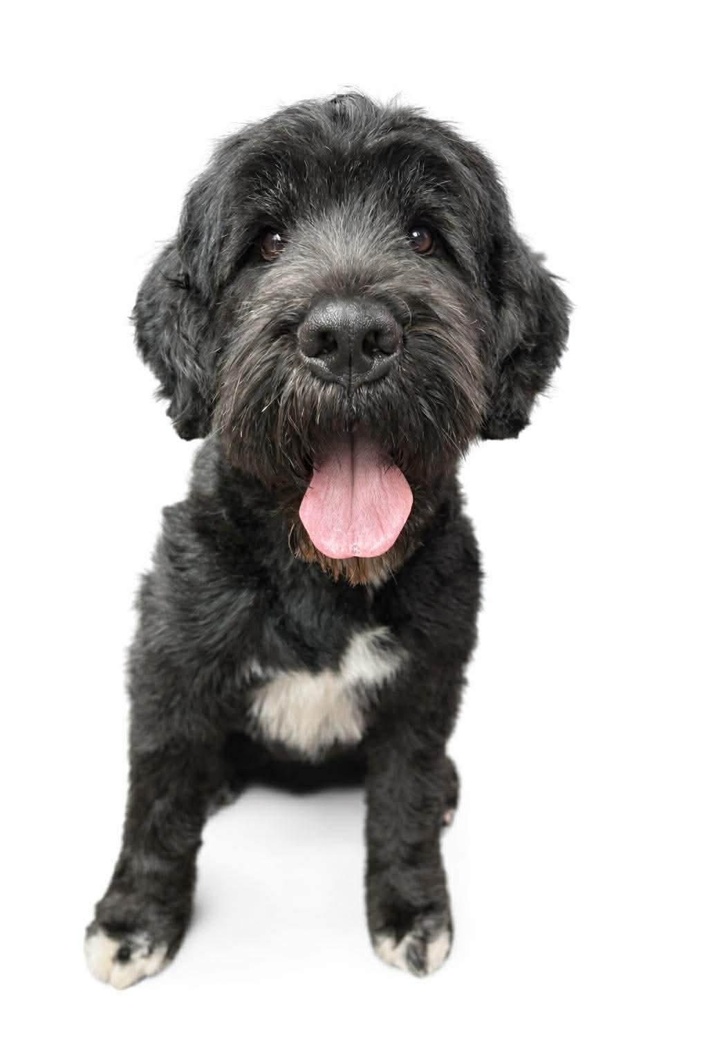 Enlarge Raven, a ADOPTABLE mixed breed in Hindsboro, IL image 2/2