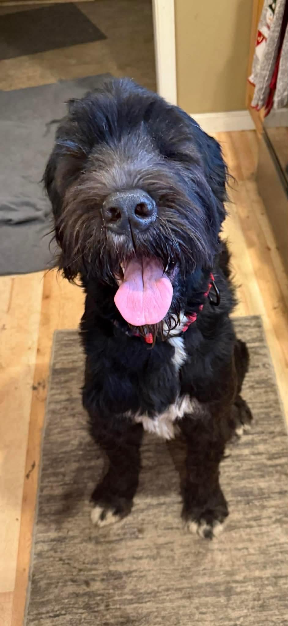 Raven, ADOPTABLE, Young Female Saint Bernard & Black Russian Terrier.