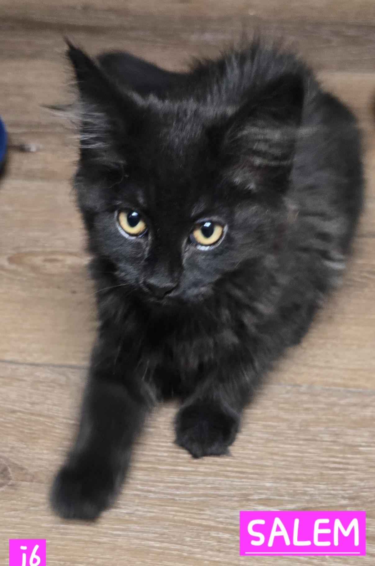 Salem C., Adoptable, Young Female Domestic Medium Hair.